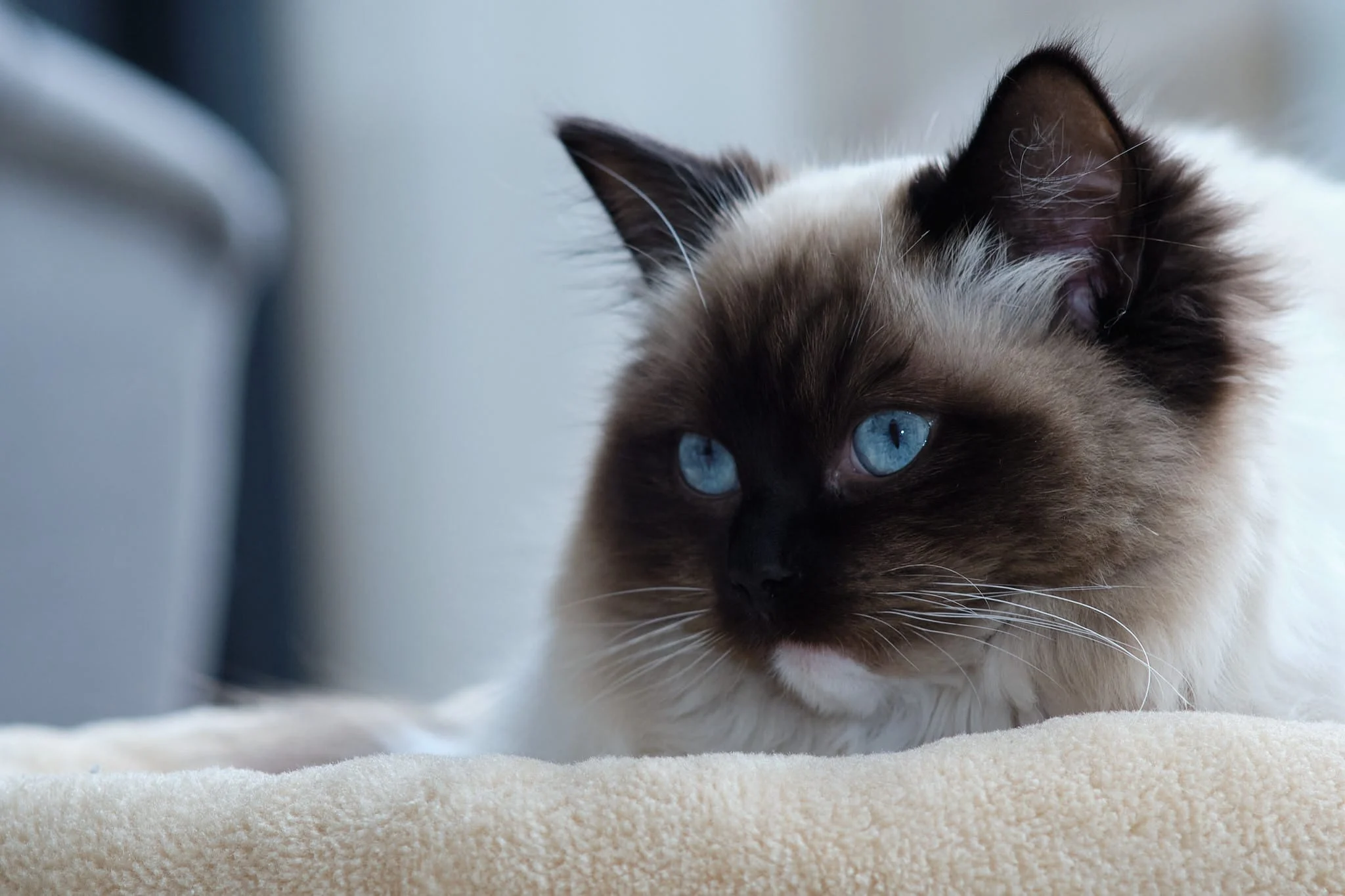 Fluffy ragdoll cat with blue eyes resting calmly on a soft surface in a home