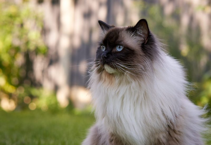 Moving house with a cat