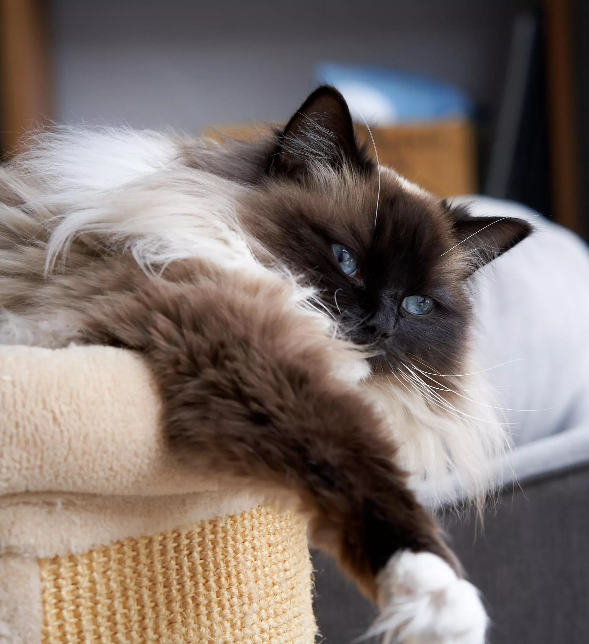 Fluffy cat resting calmly in a soft cat bed, representing a peaceful relocation for pets
